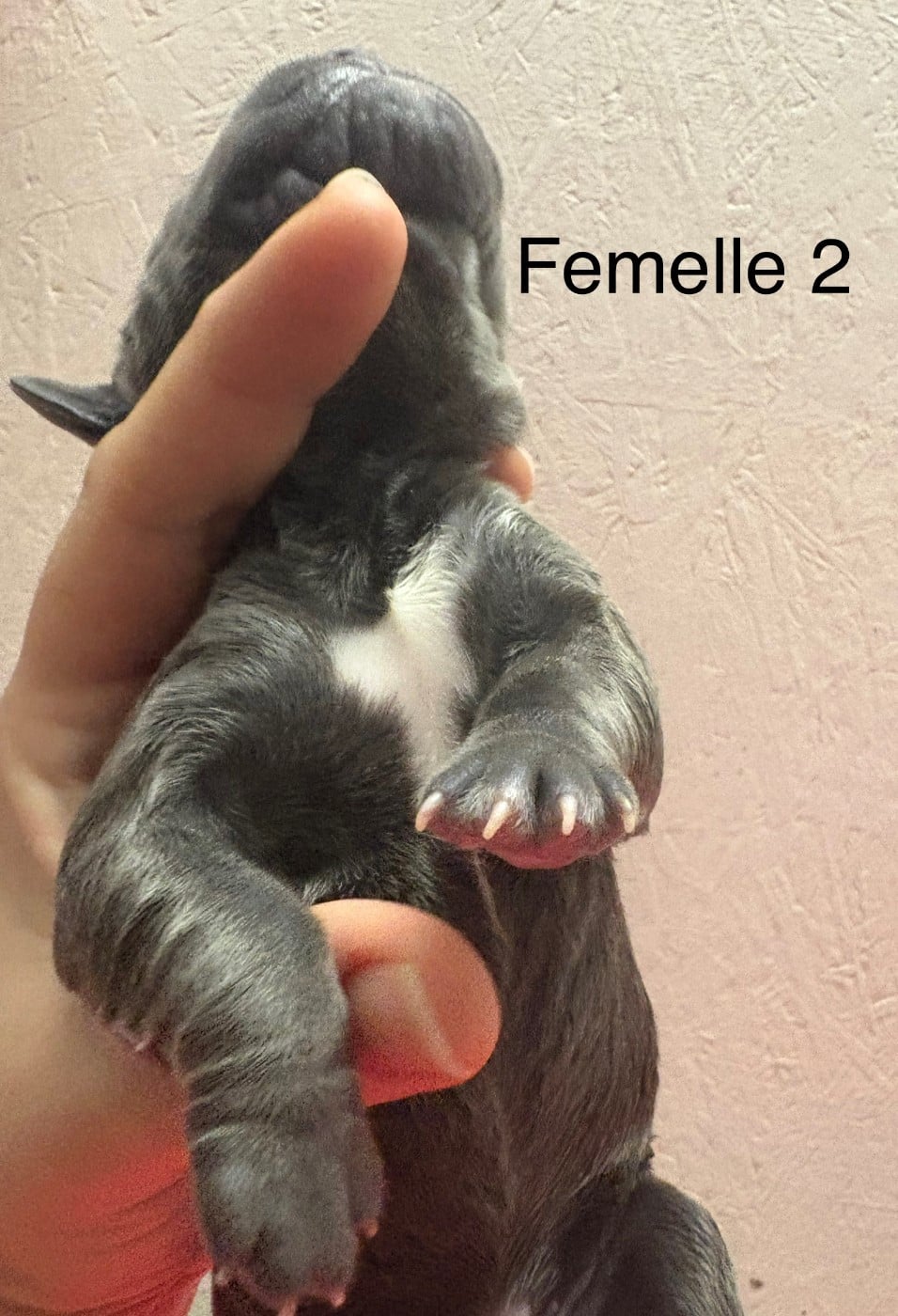 CHIOT 2 collier noir