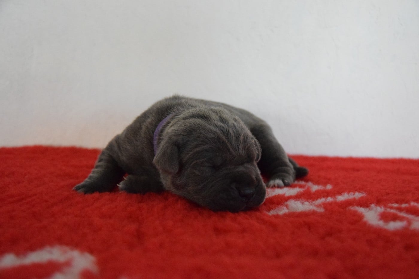 CHIOT 4 collier violet