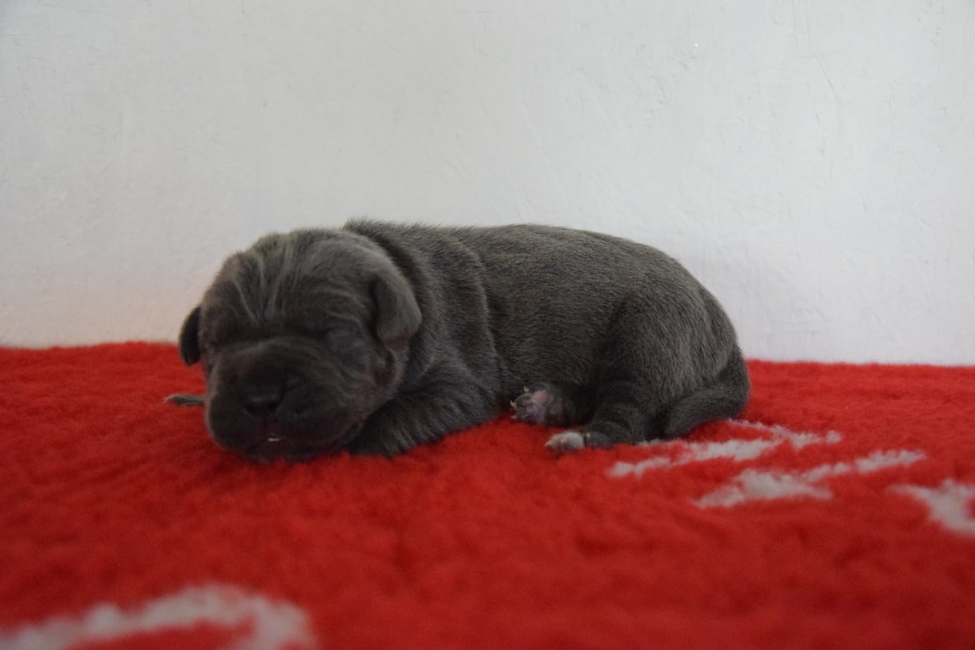 CHIOT 4 collier violet