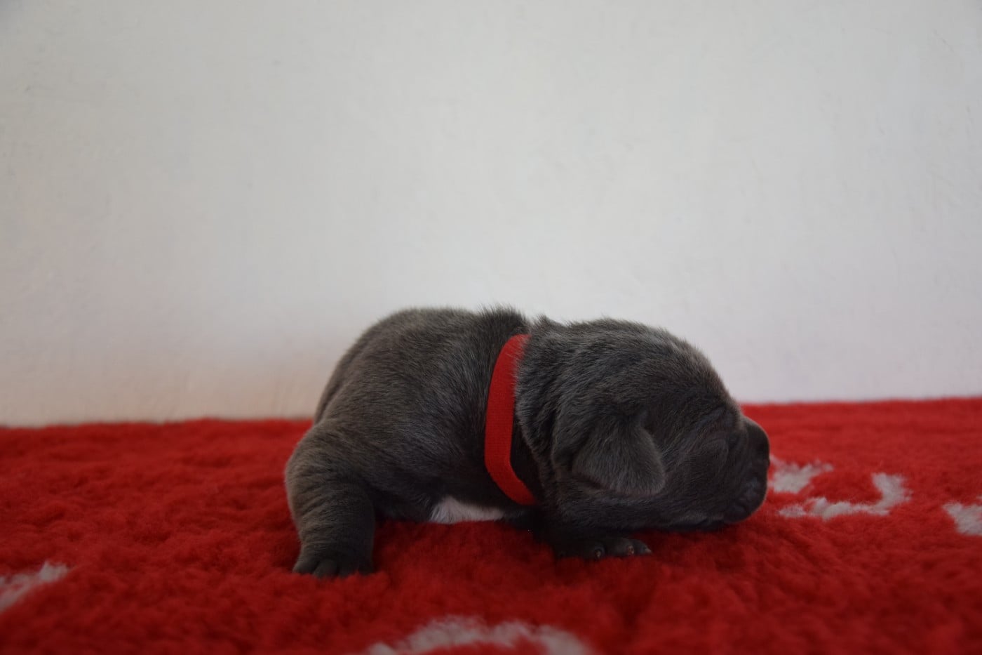 CHIOT 5 collier rouge