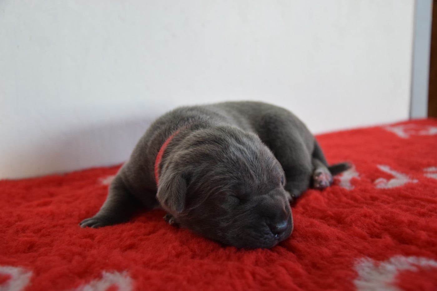 CHIOT 5 collier rouge