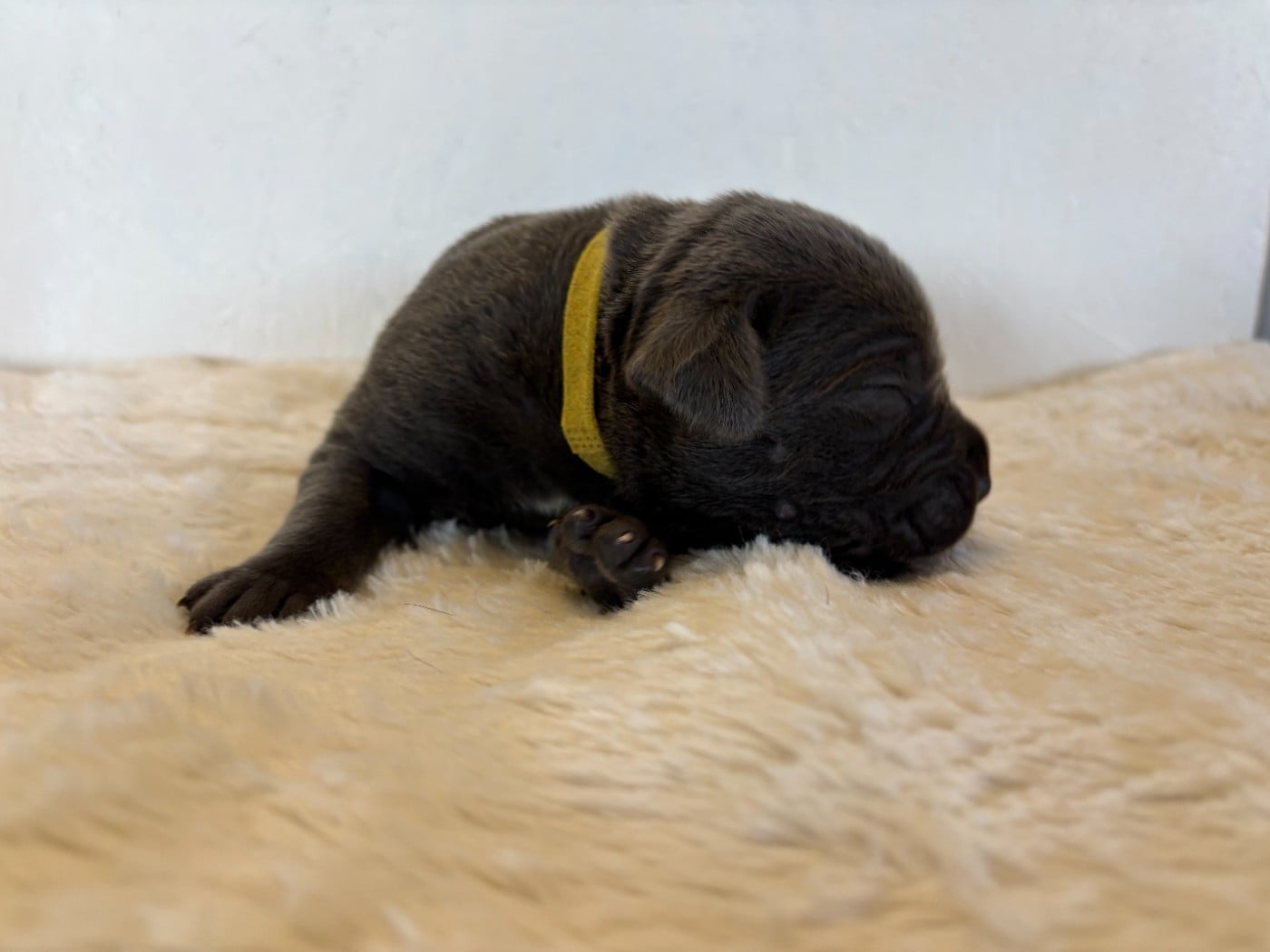 Cane Corso - Arvernmolosse