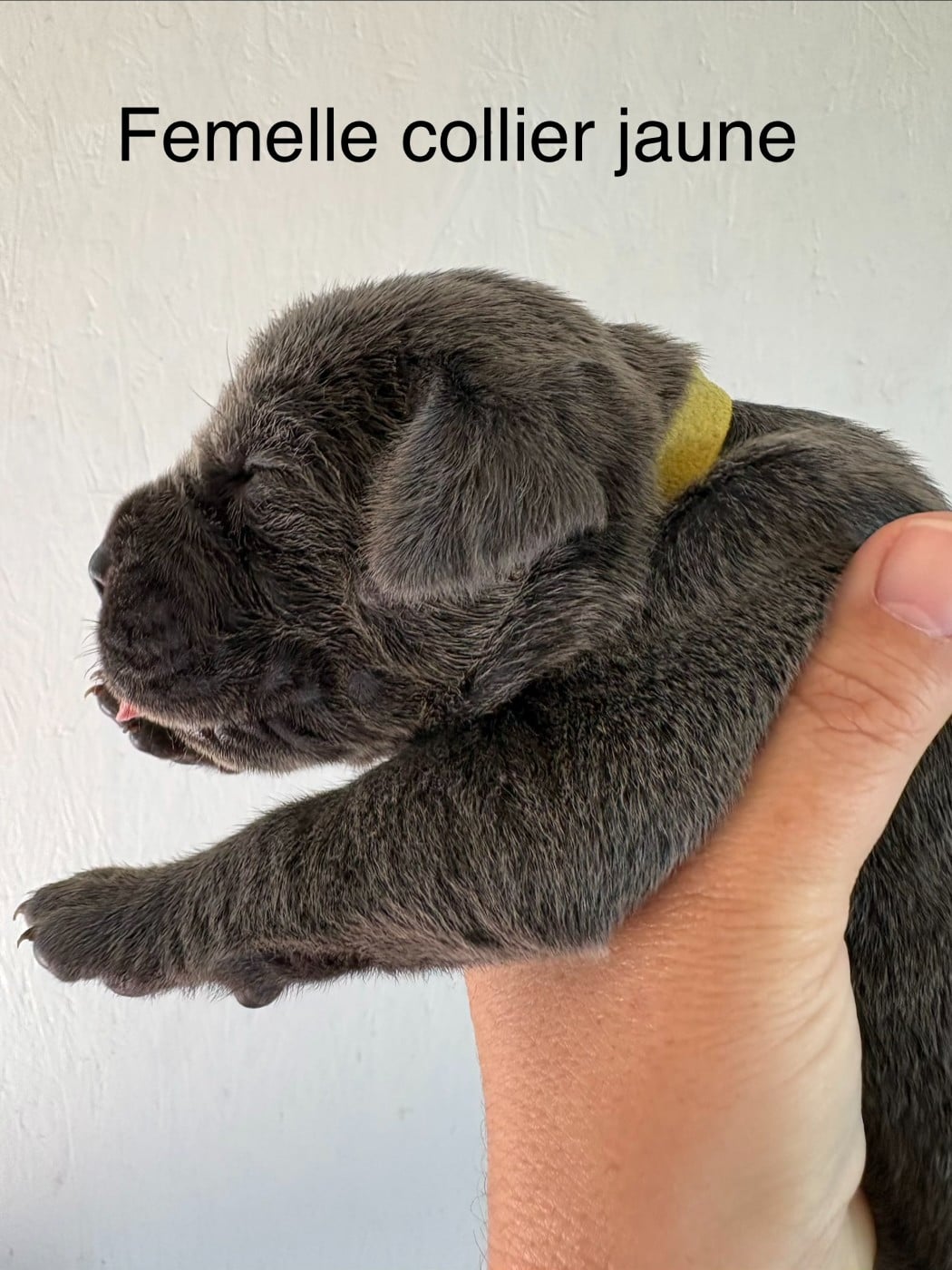 Cane Corso - Arvernmolosse