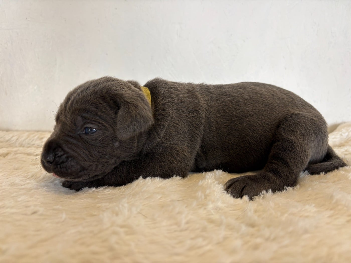 Cane Corso - Arvernmolosse