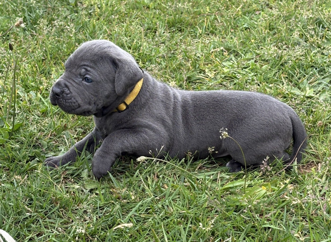 Cane Corso - Arvernmolosse