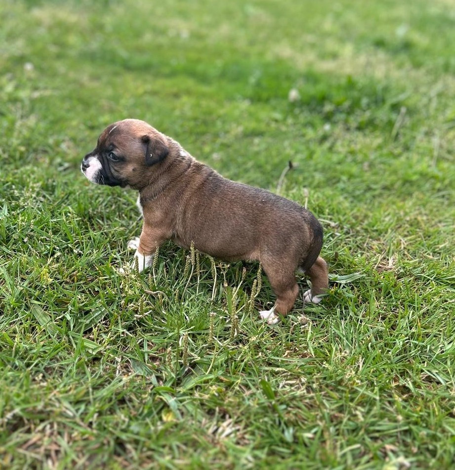 Bella