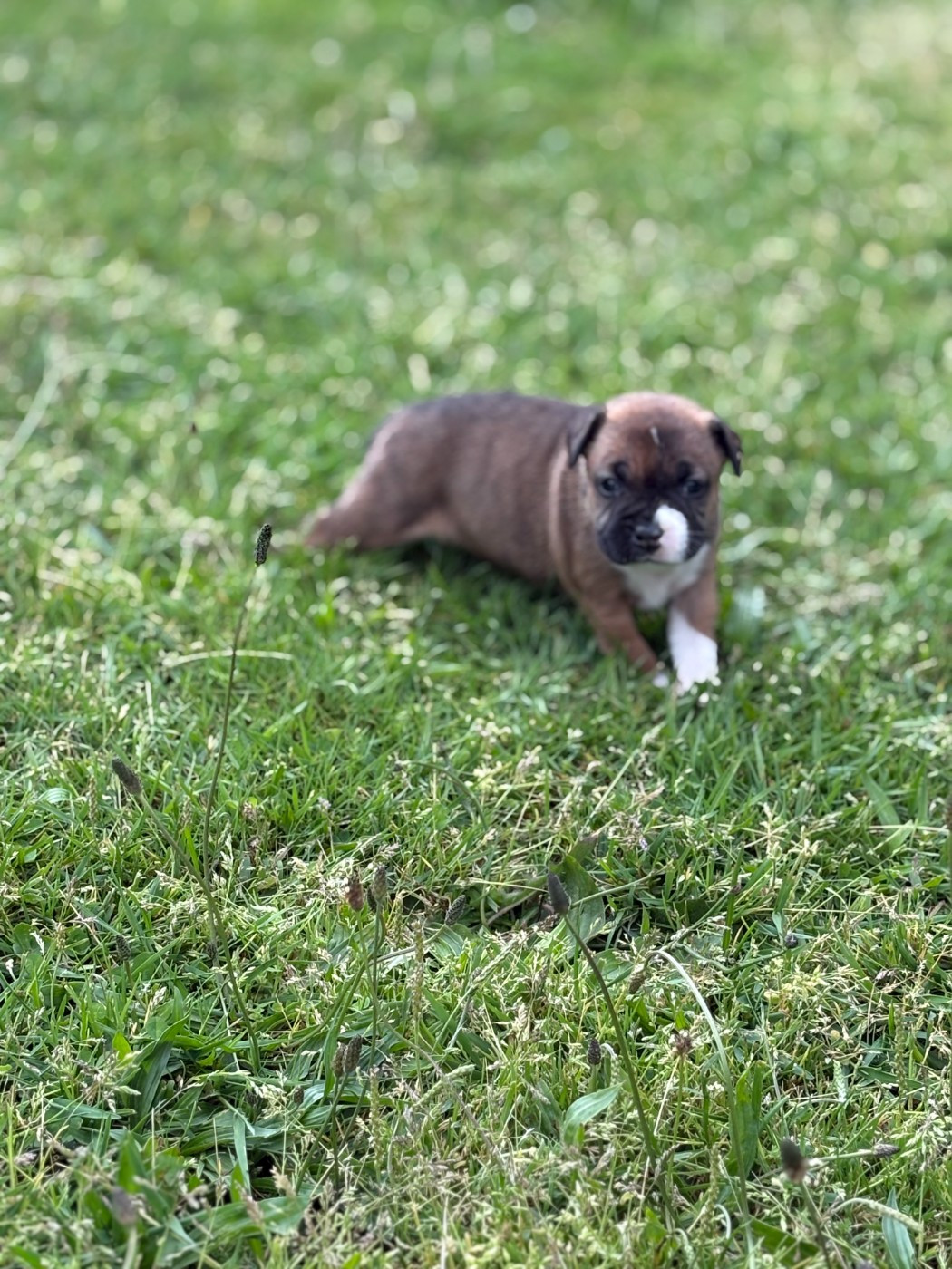 Bella