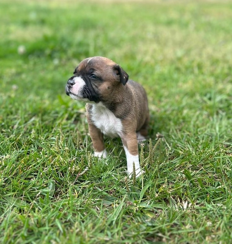 Bella