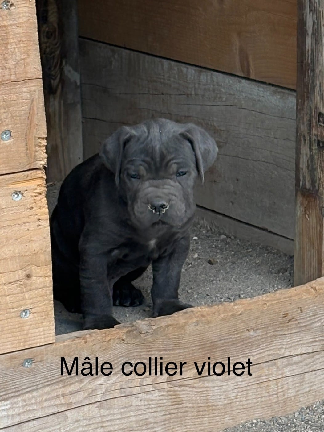 Cane Corso - Arvernmolosse