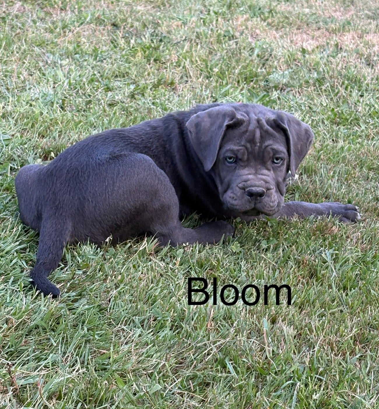 Arvernmolosse Bloom