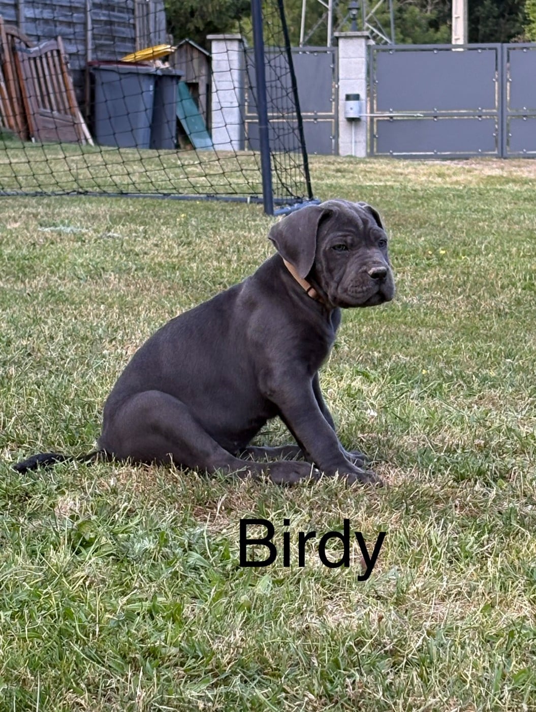 Arvernmolosse Birdy