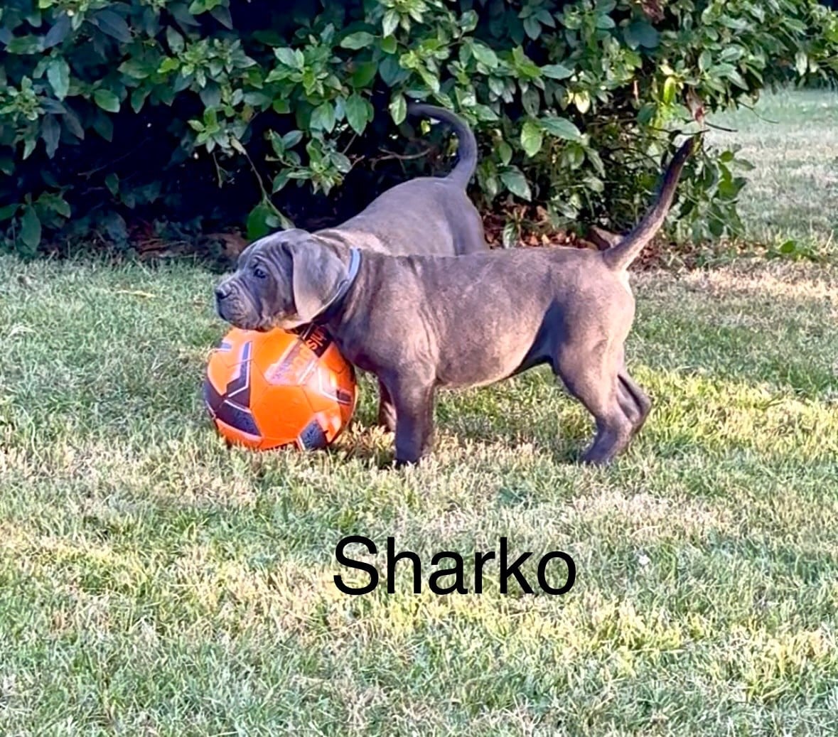Arvernmolosse B'Sharko