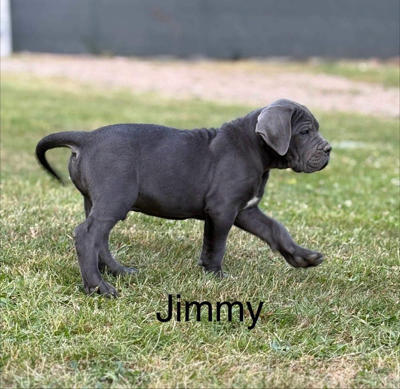 Arvernmolosse B'Jimmy