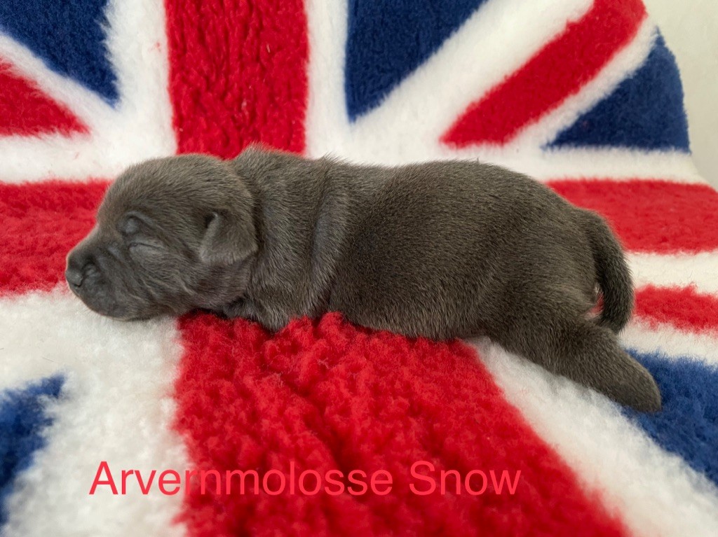 Snow