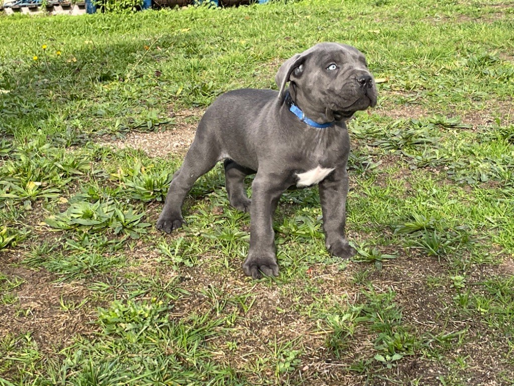 CHIOT