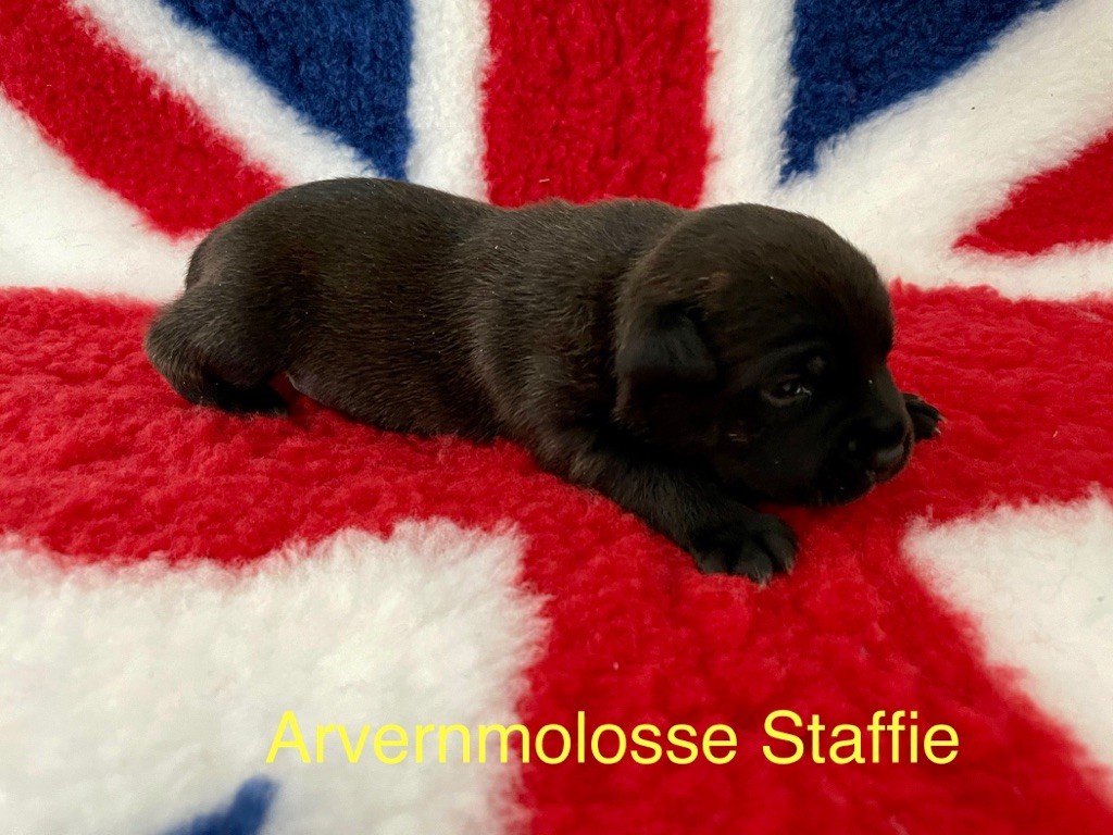 Staffie