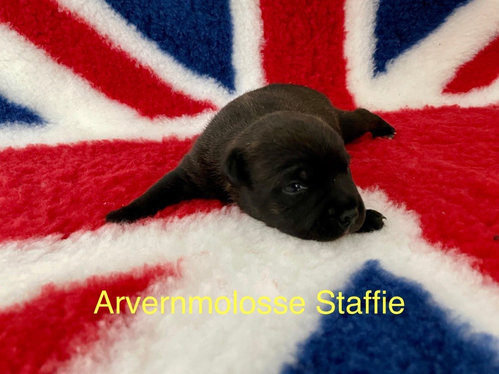 Staffie