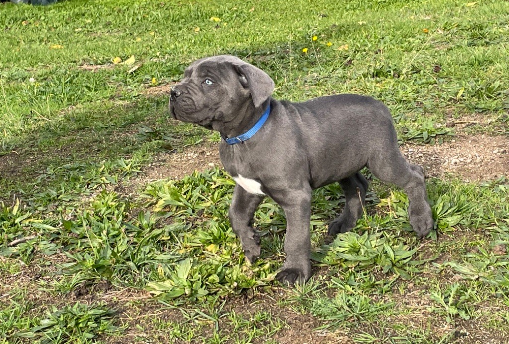 CHIOT