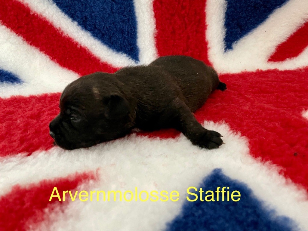 Staffie
