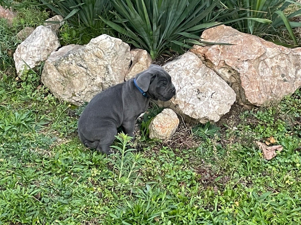 CHIOT