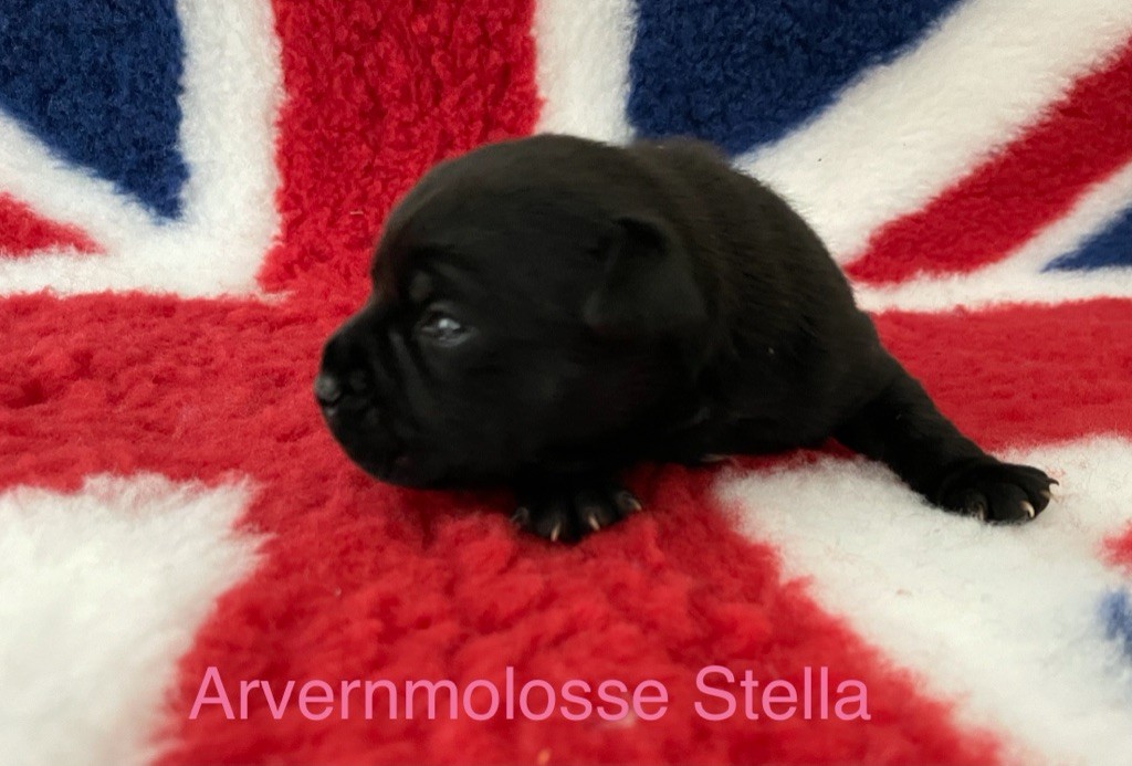 Stella