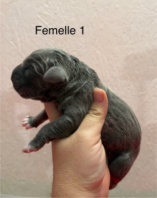 Les chiots de Cane Corso