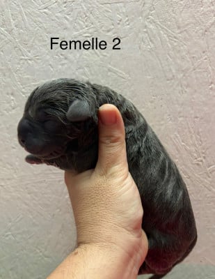 Les chiots de Cane Corso