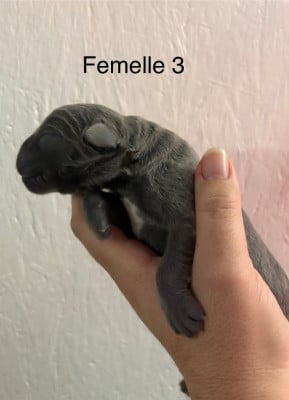 Les chiots de Cane Corso