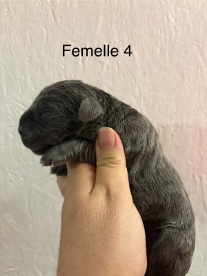 Les chiots de Cane Corso