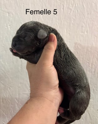 Les chiots de Cane Corso