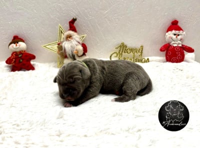 Les chiots de Cane Corso
