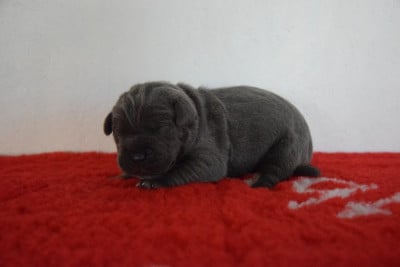 Les chiots de Cane Corso