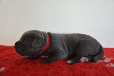 Les chiots de Cane Corso