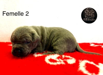 Les chiots de Cane Corso
