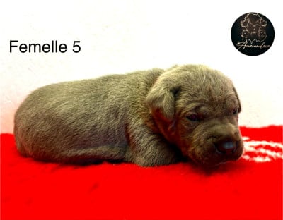 Les chiots de Cane Corso