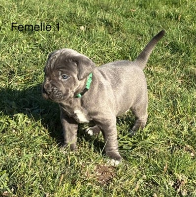 Les chiots de Cane Corso