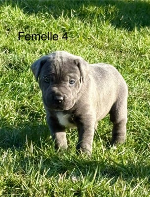 Les chiots de Cane Corso