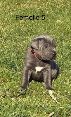 Les chiots de Cane Corso