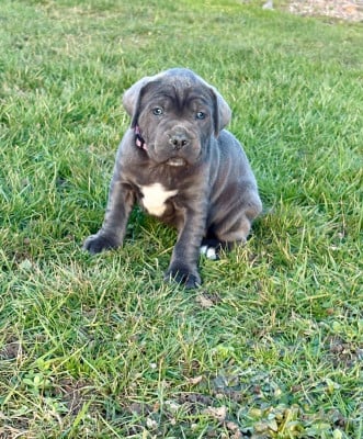 Les chiots de Cane Corso