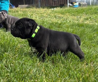 Les chiots de Staffordshire Bull Terrier