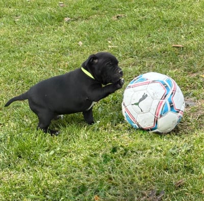 Les chiots de Staffordshire Bull Terrier