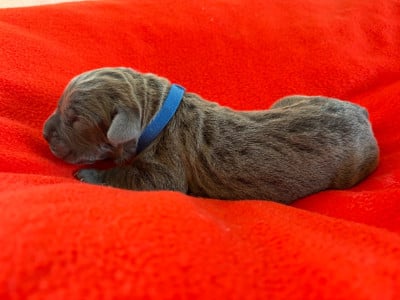 Les chiots de Cane Corso