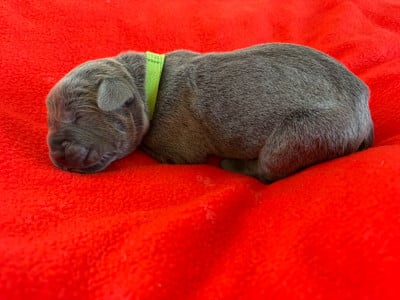 Les chiots de Cane Corso