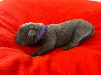 Les chiots de Cane Corso