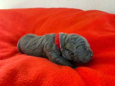 Les chiots de Cane Corso