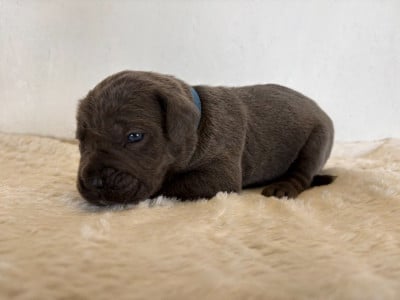 Les chiots de Cane Corso