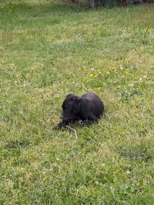 Les chiots de Staffordshire Bull Terrier