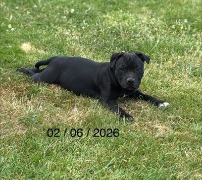 Les chiots de Staffordshire Bull Terrier