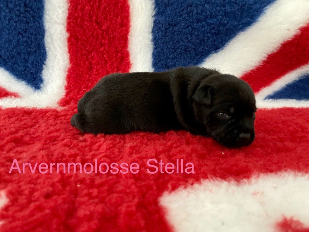 Stella