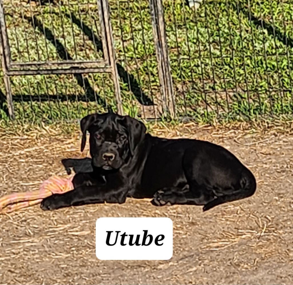 Utube